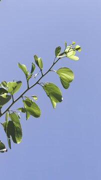 Bauhinia &times; blakeana , Hong Kong orchid tree, is a hybrid leguminous tree of the genus Bauhinia. Waikiki, Honolulu, Oahu, Hawaii. 