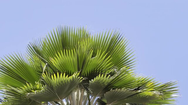 The genus Pritchardia (family Arecaceae) consists of between 24 and 40 species of fan palms (subfamily Coryphoideae) found on tropical Pacific Ocean islands.  City of Honolulu, Oahu, Hawaii.