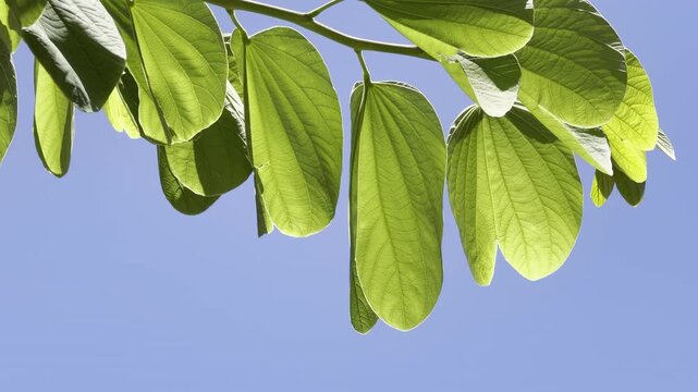 Bauhinia &times; blakeana , Hong Kong orchid tree, is a hybrid leguminous tree of the genus Bauhinia. Waikiki, Honolulu, Oahu, Hawaii. 