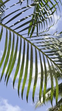 Chrysalidocarpus lutescens ( golden cane palm, areca palm, yellow palm, butterfly palm, or bamboo palm ). Waikiki, Honolulu, Oahu, Hawaii