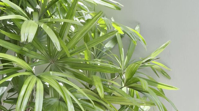 Rhapis excelsa, also known as broadleaf lady palm or bamboo palm, is a species of fan palm. Waikiki, Honolulu, Oahu, Hawaii.