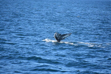 Fototapeta premium Humpback whale tail fluke above the ocean surface