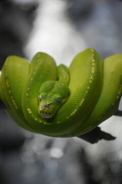 Green tree python