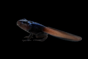 Obraz premium Close Up a tadpoles with four leqs blue poison dart frog (Dendrobates tinctorius azureus) on black background