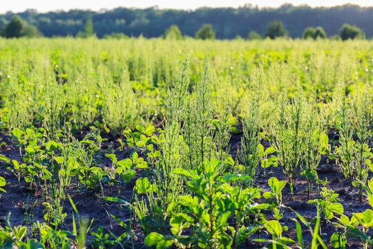 Bright green field horsetail grows densely on an agricultural field among young soybean sprouts. Sunlight emphasizes the lush greenery of wild weeds and cultivated plants against the forest background