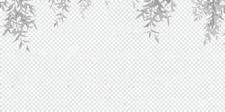 soft shadows of plant leaves on transparent background shade foliage shadow effect botanical nature gray tones graphic design overlay decorative minimalist