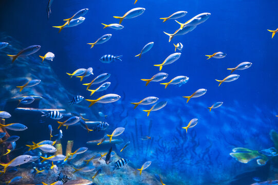 shoal of Yellow and Blueback Fusilier fish swims in sea underwater near a coral reef. Caesio teres fish in the aquarium