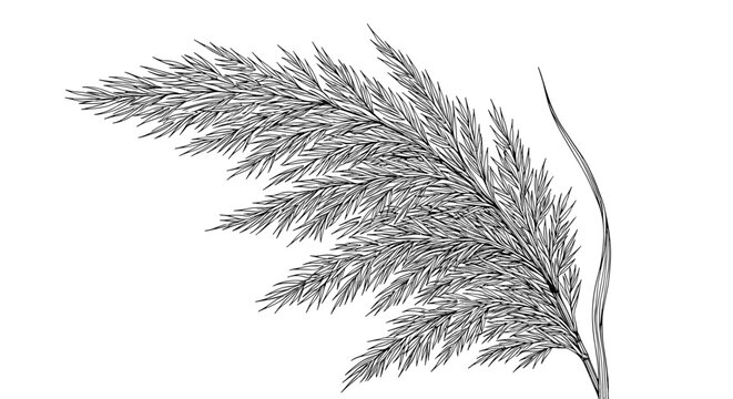 Detailed black and white drawing of a large feathery plant leaf shows intricate textures and natural patterns on a plain white background.