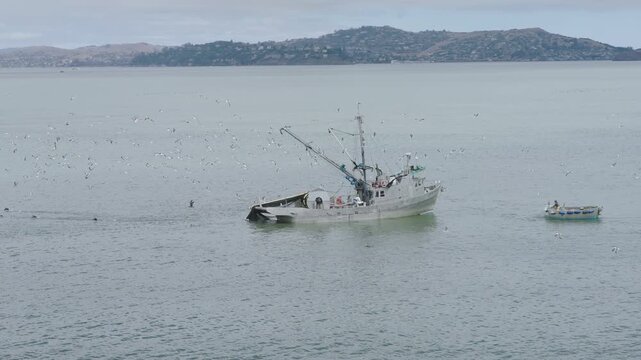 Seagulls Swarming Commercial Fishing Vessel on San Francisco Bay Near Golden Gate Bridge - Cinematic Aerial Shot