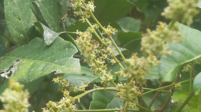 Close‑up of small yellow tree flower clusters with visiting pollinator insect, surrounded by broad green leaves with natural wear and spots.