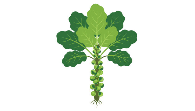 Fresh green Brussels sprouts growing on a single thick vertical stalk with leafy top, isolated on white background.