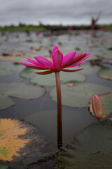 Obraz premium Water lilies in Siem Reap, Cambodia