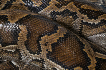 Fototapeta premium Coiled Python Snake Skin Pattern Close Up