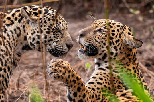 Jaguar - Panthera onca, beautiful large cat from South American forests, Pantanal, Brazil.
