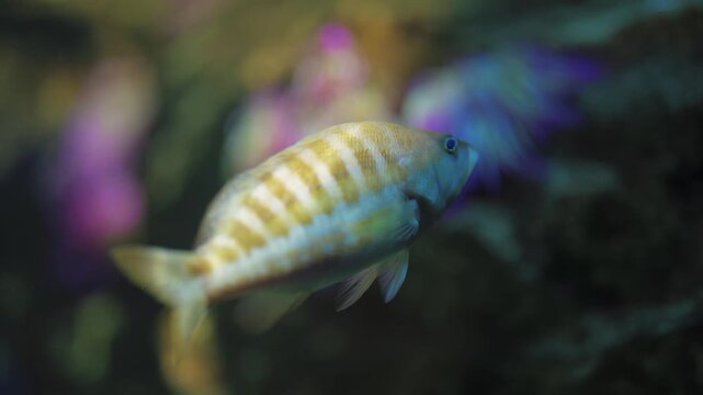 Shot of a comber seabass (Serranus cabrilla) swimming through a marine environment