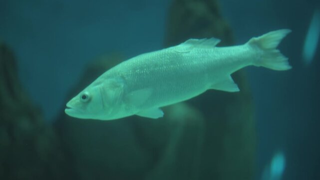 Close-up underwater footage of a European seabass (Dicentrarchus labrax) swimming gracefully through clear blue water