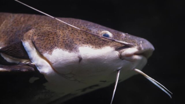 Close-up underwater shot of a redtail catfish swimming in a freshwater environment. Detailed view of the fish&rsquo;s whisker and textured skin