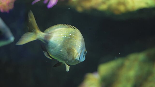 Close-up underwater shot of an annular seabream (Diplodus annularis) swimming gracefully through a marine environment. Detailed scales, subtle fin movements.