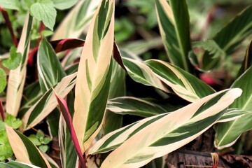 Tall leaves with cream and green stripes sway gently. Streaks of red along stems add vibrant contrast. Natural garden setting, peaceful and full of life. Perfect for nature, wellness. © Aulia