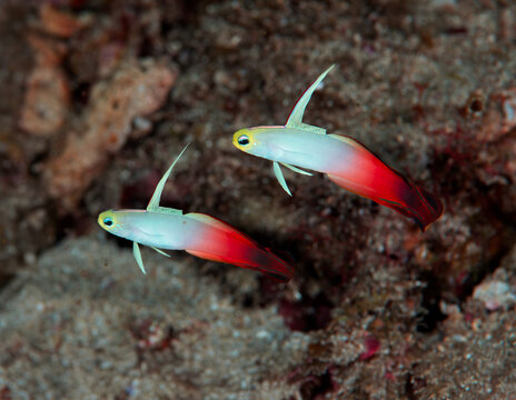 Pair of fire gobies hovering above coral reef in Anilao Philippines