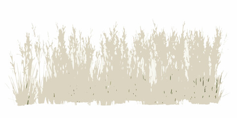 dry meadow grass with golden beige tones on white background natural vegetation plant field landscape outdoor © Debashis
