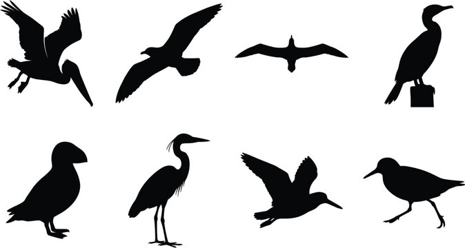 Sea birds and coastal wildlife silhouette collection featuring pelican seagull puffin and heron vector