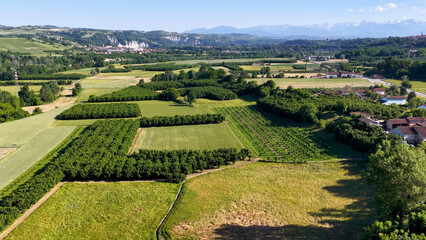 Fototapeta premium Aerial View of Piedmontese Hazelnut Orchards and Vineyards with Alps