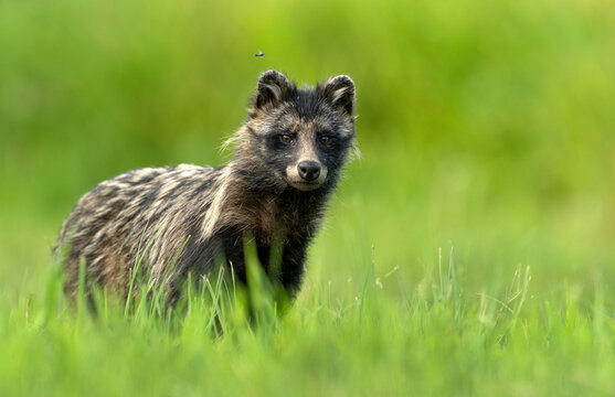 Common raccoon dog ( Nyctereutes viverrinus )