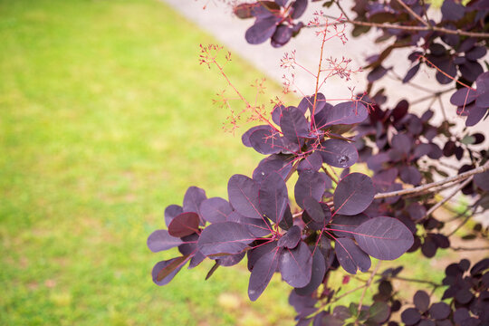 Purple smoke bush (Cotinus coggygria 'Royal Purple') featuring deep burgundy foliage and delicate flower panicles. Popular ornamental shrub for gardens, parks and modern landscape design.