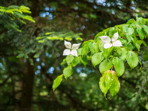 Japanese dogwood (Cornus kousa) displaying elegant white bracts and fresh green foliage in a woodland garden. Popular ornamental tree valued for its beautiful spring bloom and seasonal color.