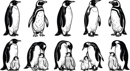 A charming vector illustration of penguins in various poses and sizes showcasing their distinctive black and white feathers and adorable expressions in a graphic design. © Yasir