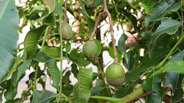 Close Up of Young Ambarella Fruits Hanging on Tree