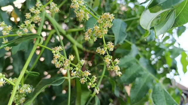 Close Up of Ambarella Flowers and Young Fruits on Tree