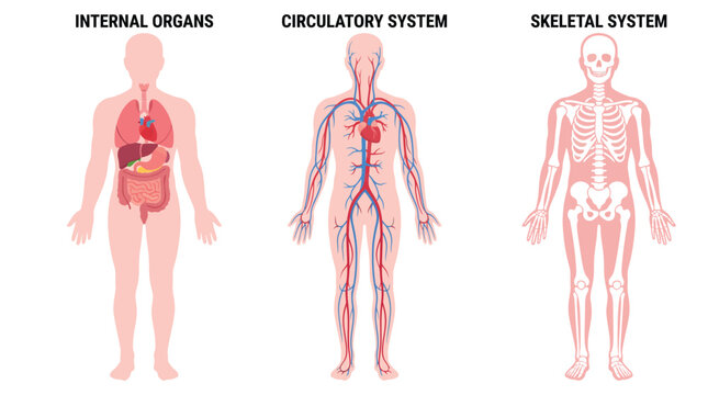 Educational vector illustration displaying human internal organs circulatory system and skeletal structure for science medical study