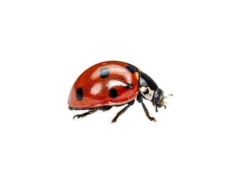 Close-up of a red ladybug with black spots isolated on a transparent background