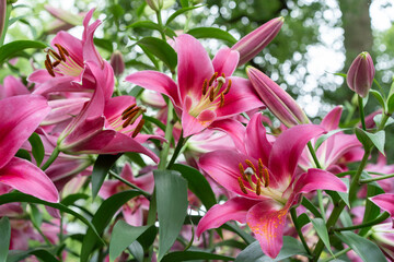 Obraz premium 日比谷公園のユリ花壇 ピュア パッション lilium Pure Passion