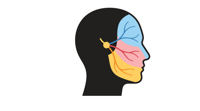 Schematic illustration of human head profile showing the three branches of the trigeminal nerve system
