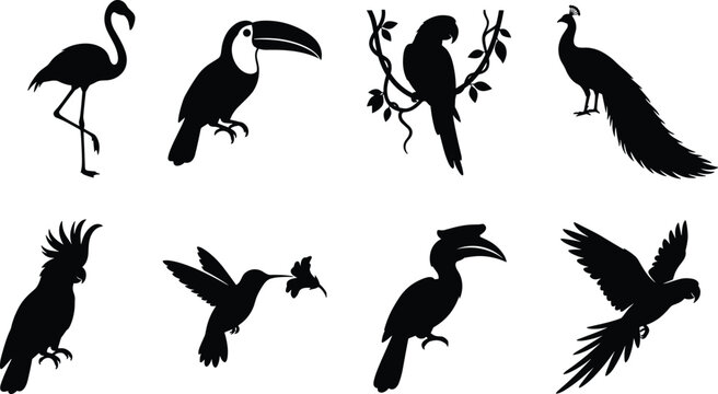 Tropical birds and exotic wildlife silhouette vector icons set featuring flamingo, toucan, parrot, peacock, cockatoo, hummingbird, and hornbill
