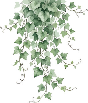 Watercolor hanging ivy vine illustration with lush green foliage isolated on a clean white background vector