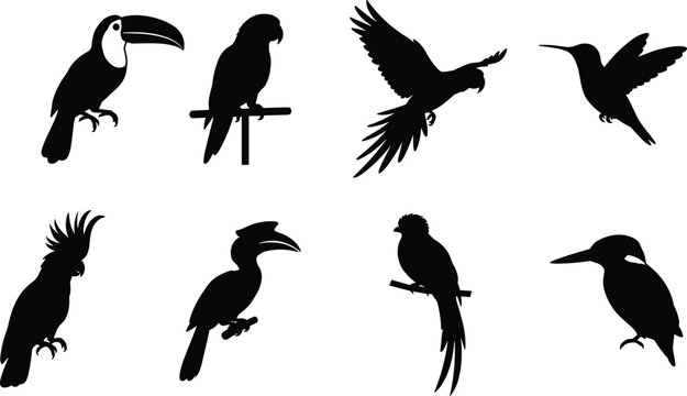 Tropical exotic birds black silhouette icon set featuring toucan parrot macaw hummingbird cockatoo hornbill quetzal and kingfisher in image_155a64.png