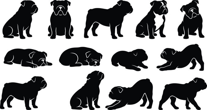 English bulldog vector silhouettes showing various canine behaviors and body language in black flat style set.