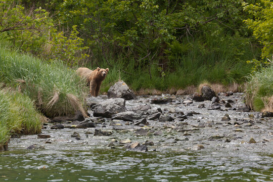 Blonde brown grizzly bear in Katmai, Alaska wilderness walking along the shoreline close by