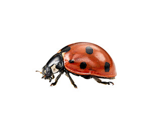 Red ladybug insect with black spots on black background isolated on a transparent background © PNG Studio 99
