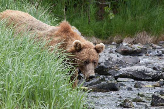 Blonde brown grizzly bear in Katmai, Alaska wilderness walking along the shoreline close by