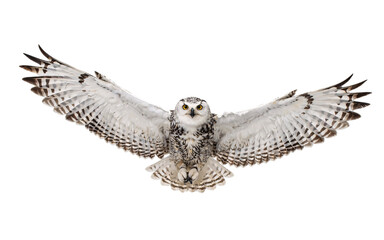 Snowy owl in flight with wings spread bird isolated on a transparent background © PNG Studio 99