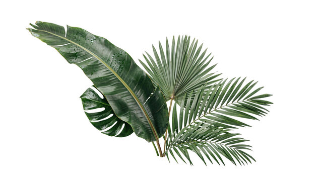 Tropical leaves arrangement on white background isolated on a transparent background