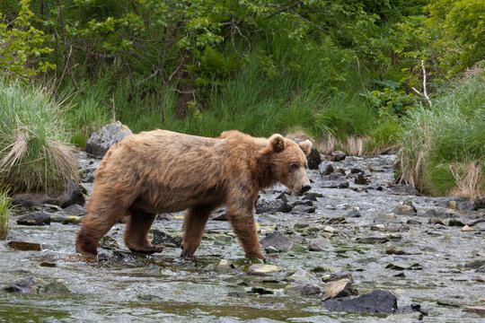 Blonde brown grizzly bear in Katmai, Alaska wilderness walking along the shoreline close by