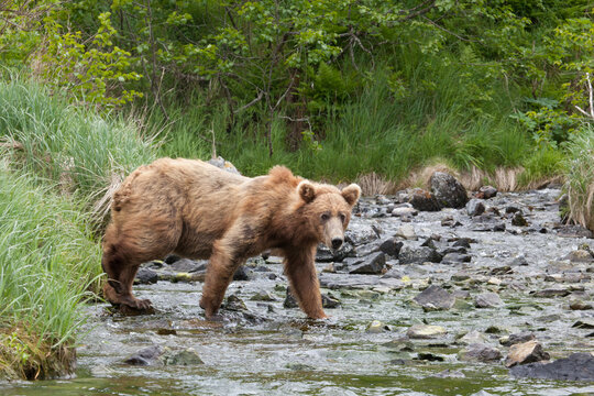 Blonde brown grizzly bear in Katmai, Alaska wilderness walking along the shoreline close by