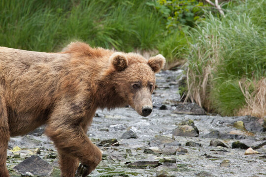 Blonde brown grizzly bear in Katmai, Alaska wilderness walking along the shoreline close by