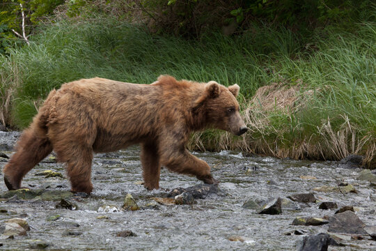 Blonde brown grizzly bear in Katmai, Alaska wilderness walking along the shoreline close by